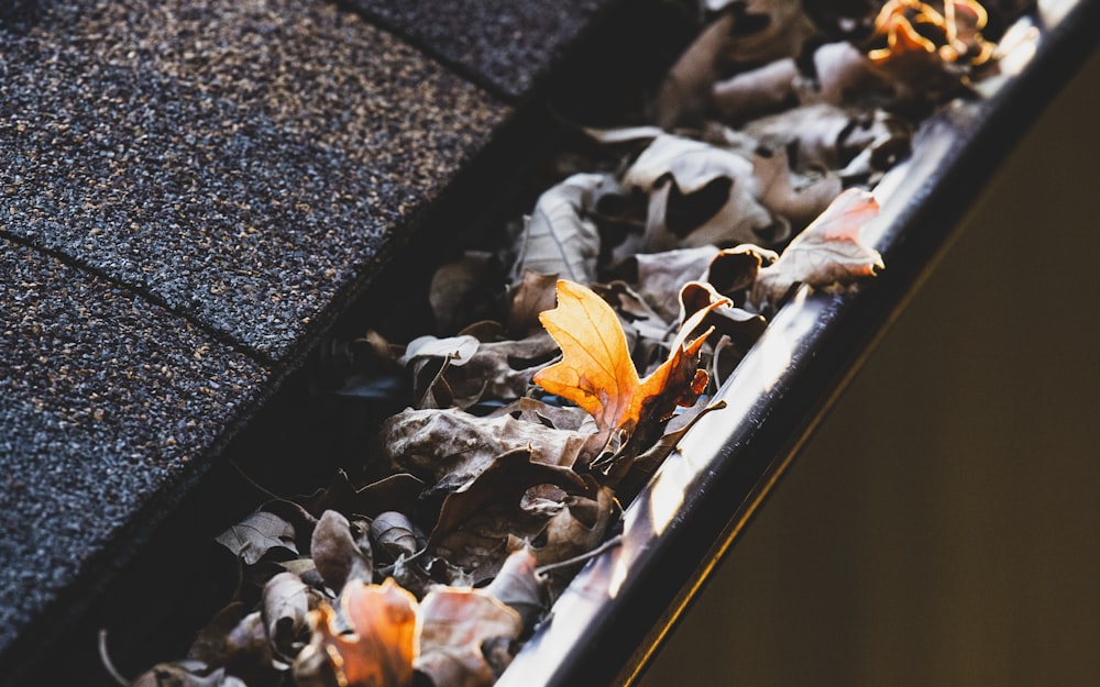 A roof gutter filled with fallen autumn leaves.